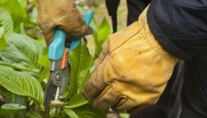 safe pruning