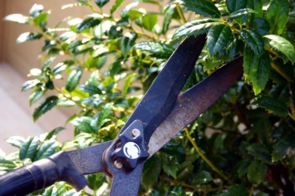 pruning image