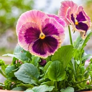pink and purple pansy flower