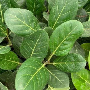 smooth green leaves of ficus audrey