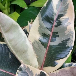 cream variegated ficus tineke