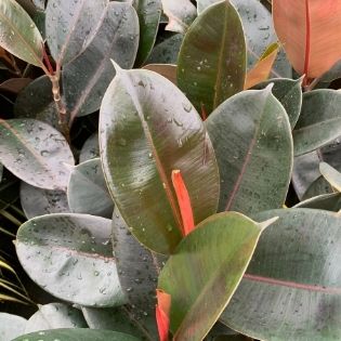 brugundy rubber ficus elastica