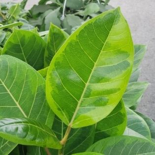 green variegation on the ficus golden gem