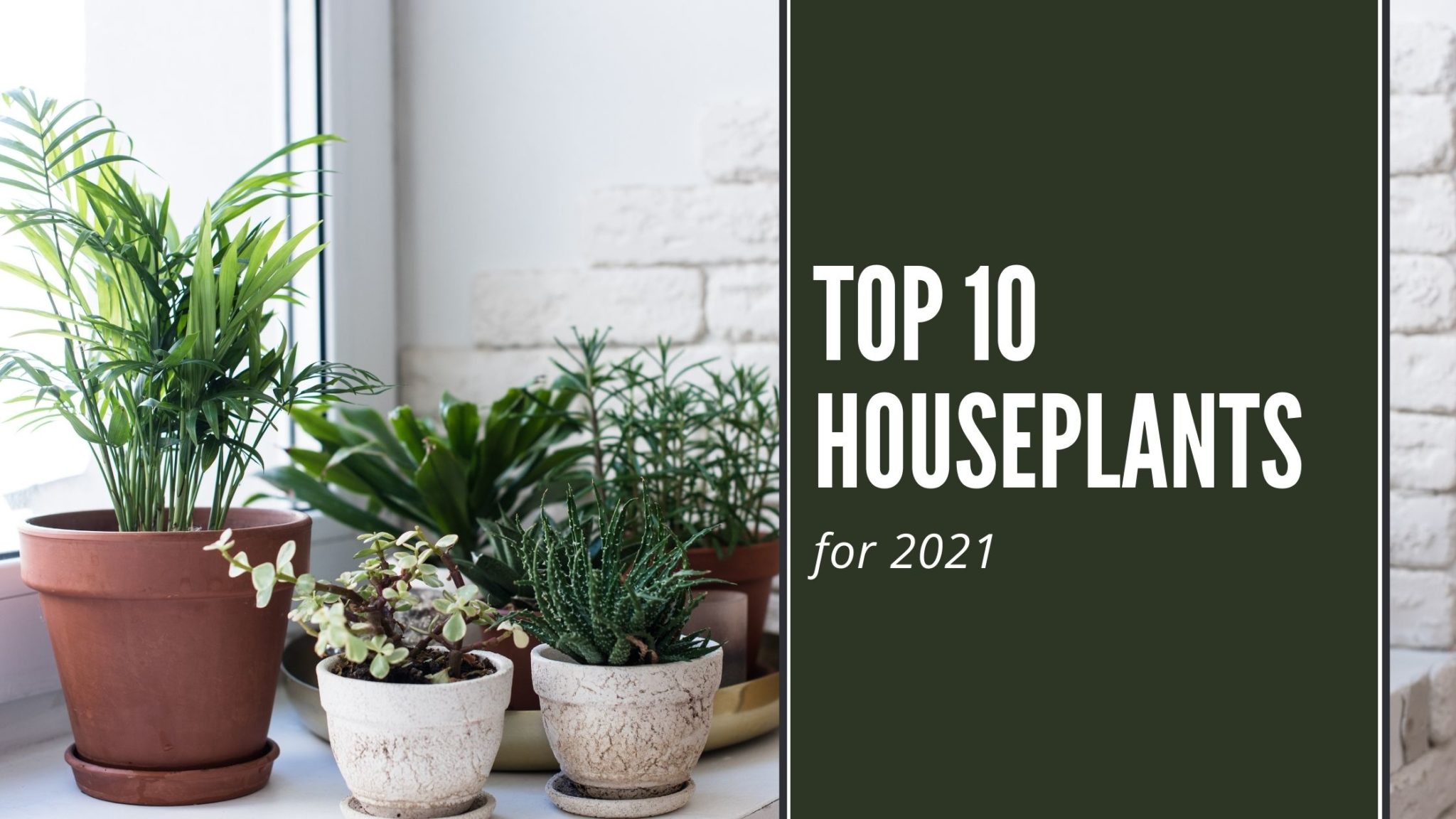 The Hottest Houseplant Trends for 2021