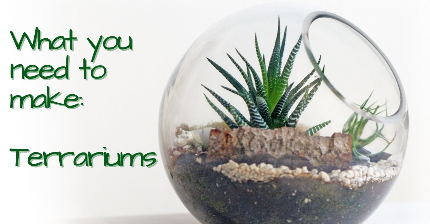 Terrariums and Supplies for Sale