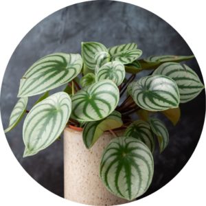 peperomia plant in front of dark grey wall