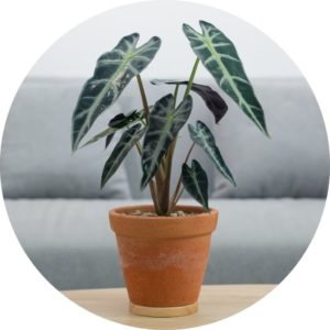 Alocasia plant in a pot on a table in front of a couch.