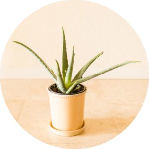 aloe vera potted plant on tile floor in front of a white-peach wall