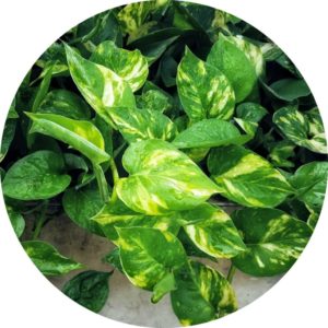 Golden pothos close up