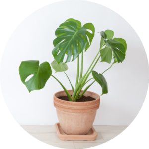 monstera deliciosa plant in a terracotta pot in front of grey background