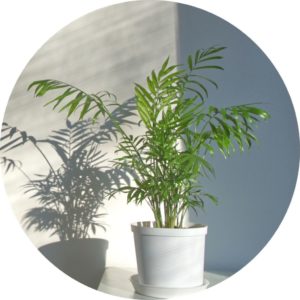 bamboo palm plant in white pot in front of a white corner with shadow of plant on wall