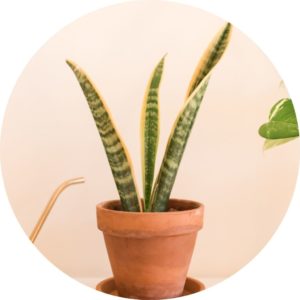 snake plant in pot in front of a pink background