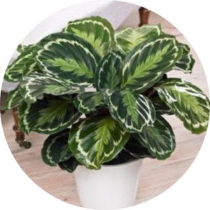 prayer plant (calathea)