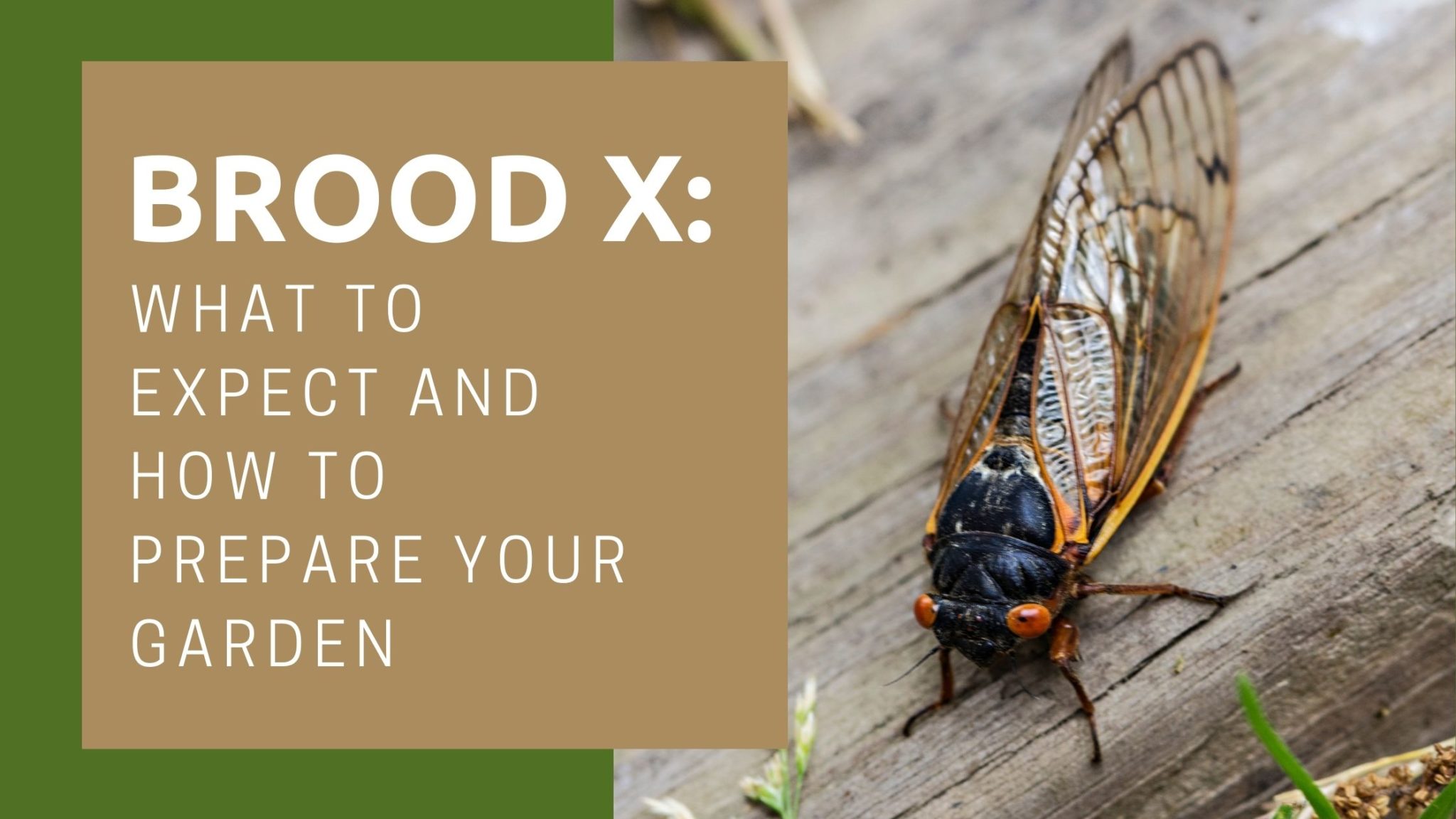 Brood X: What to Expect and How to Prepare Your Garden