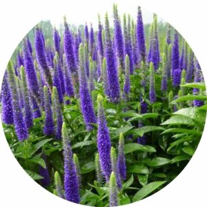 royal candles upright purple flower stalks