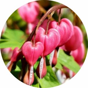 bleeding hearts