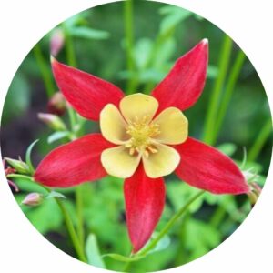 columbine red and yellow flower