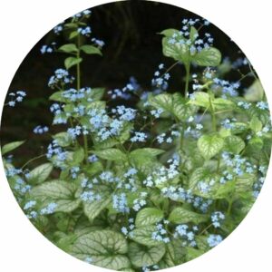 jack frost with blue forget-me-not flowers