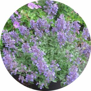 junior walker nepeta plant with light purple flower blossoms