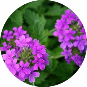 verbena purple flowers with green foliage