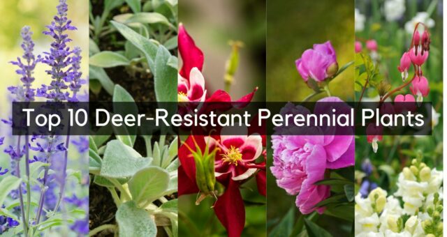 Our Favorite Deer-Resistant Perennial Plants