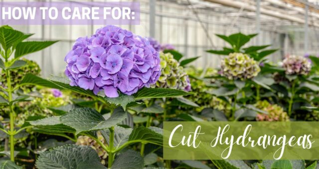 How To Dry Hydrangea Flowers