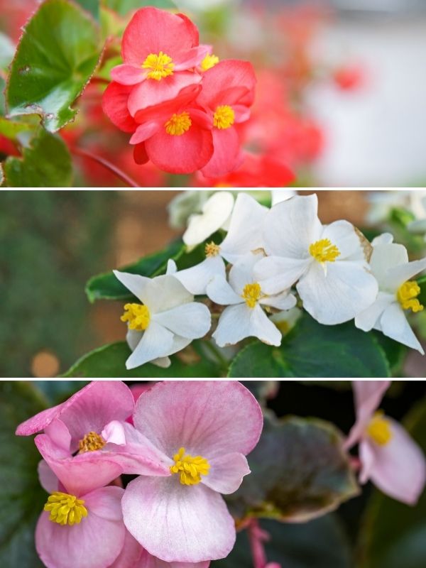 pink white and red begonias