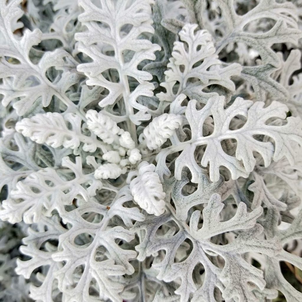silver foliage on annual dusty miller