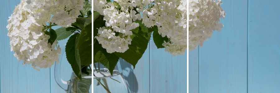 white hydrangea in a vase with blue wood background