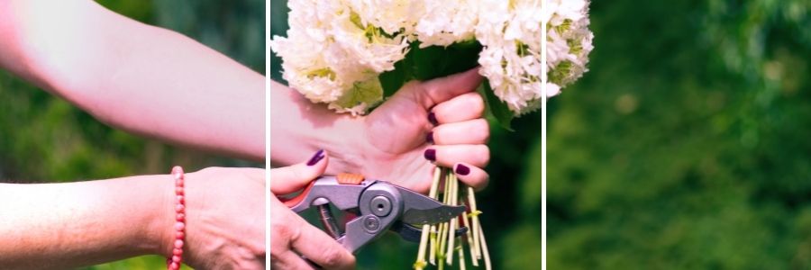 womans hands cutting bundle of white hydrangea with blurred background