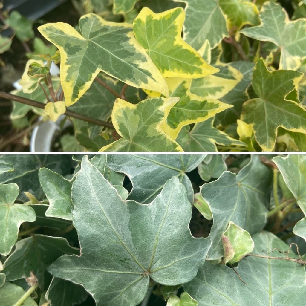 annual trailing ivy