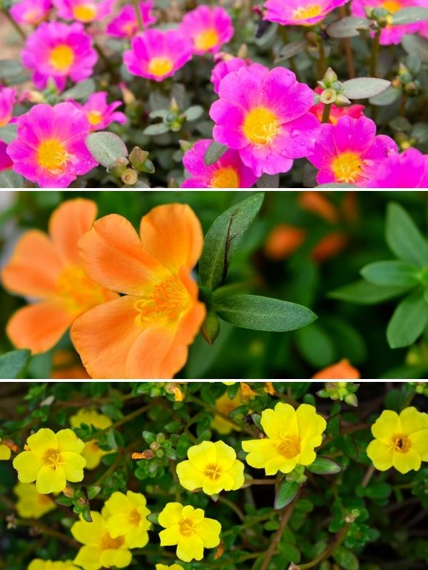 vivid colors of portulaca blooms