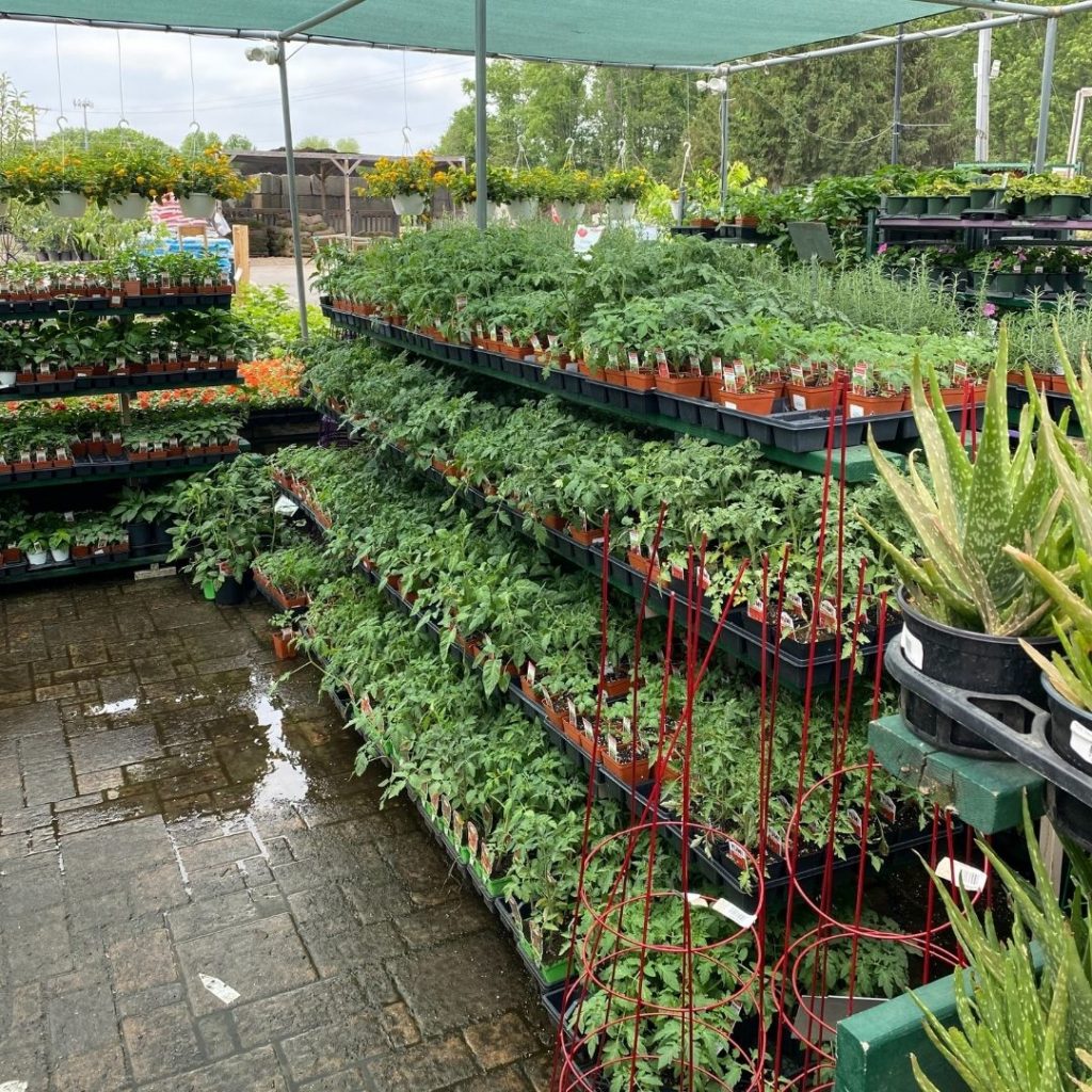 summer vegetables at patuxent nursery