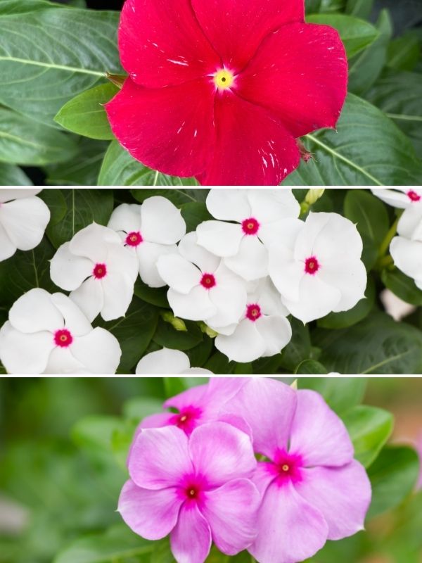 pink white and red annual vinca