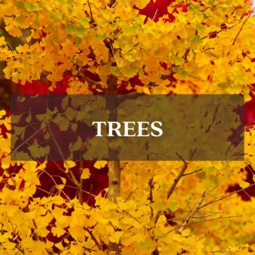 fall color gingko tree yellow foliage category page link