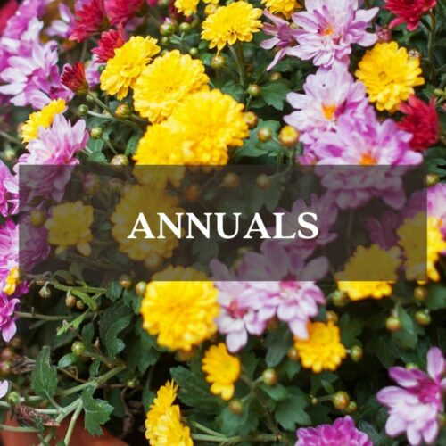 Mums fall colors mixed fall annuals category link