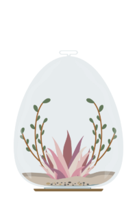 AirPlant Houseplant