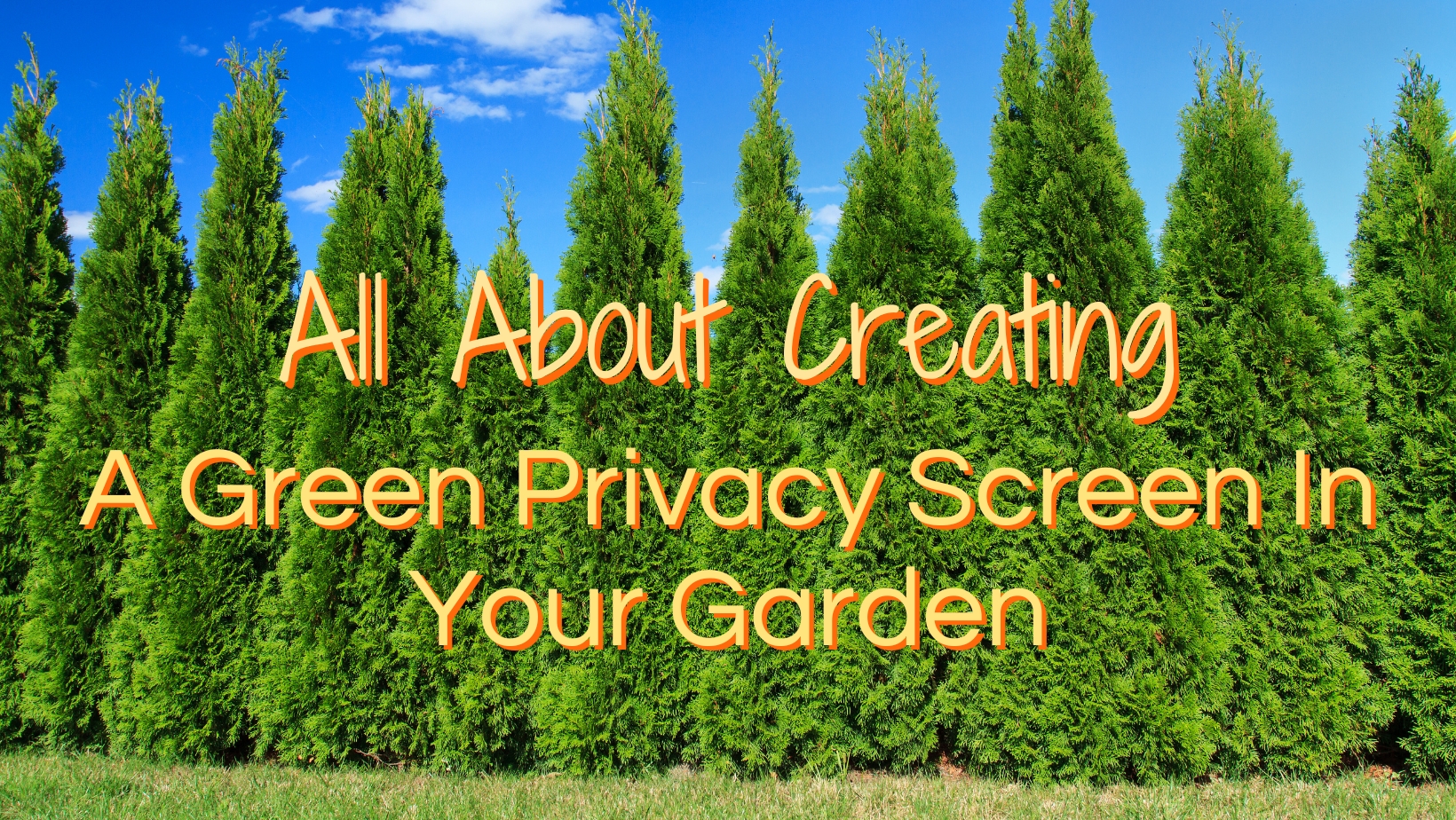 All About Creating A Green Privacy Screen In Your Garden