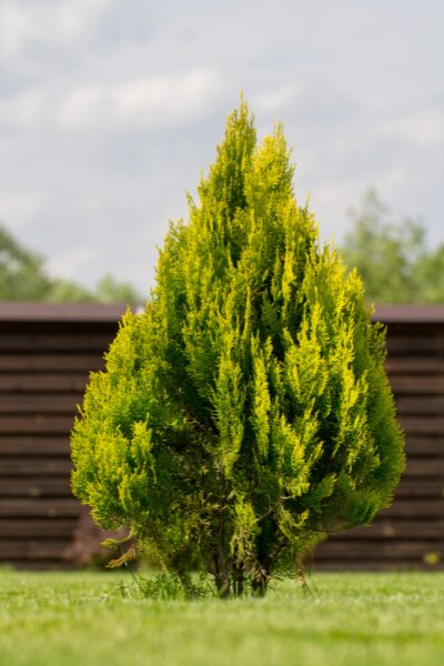 Arborvitae Forever Goldy