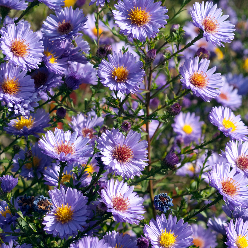 Aster Aster