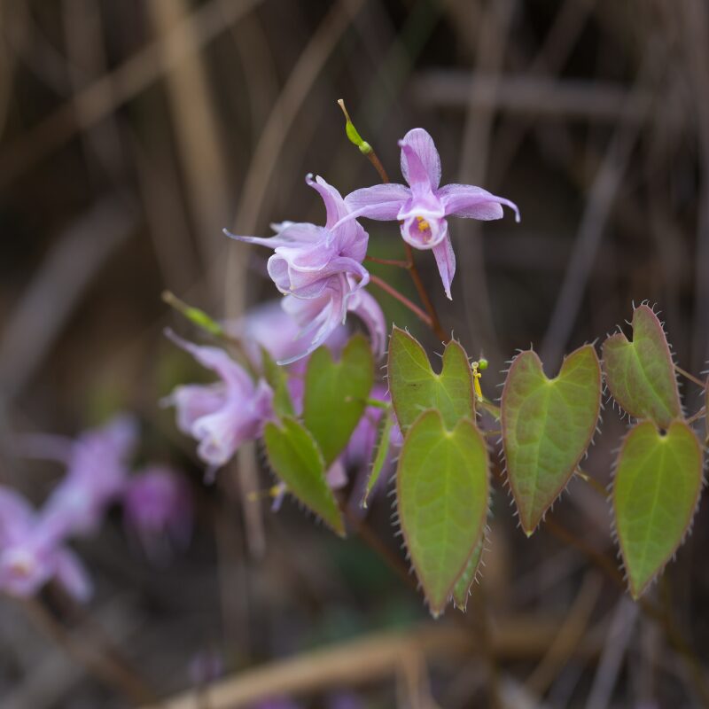 Barrenwort