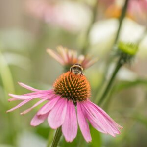 Echinacea