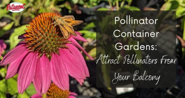 Pollinator Container Gardens: Attract Pollinators From Your Balcony