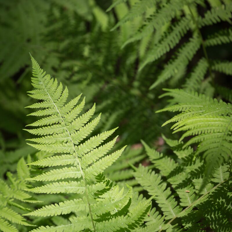 Fern