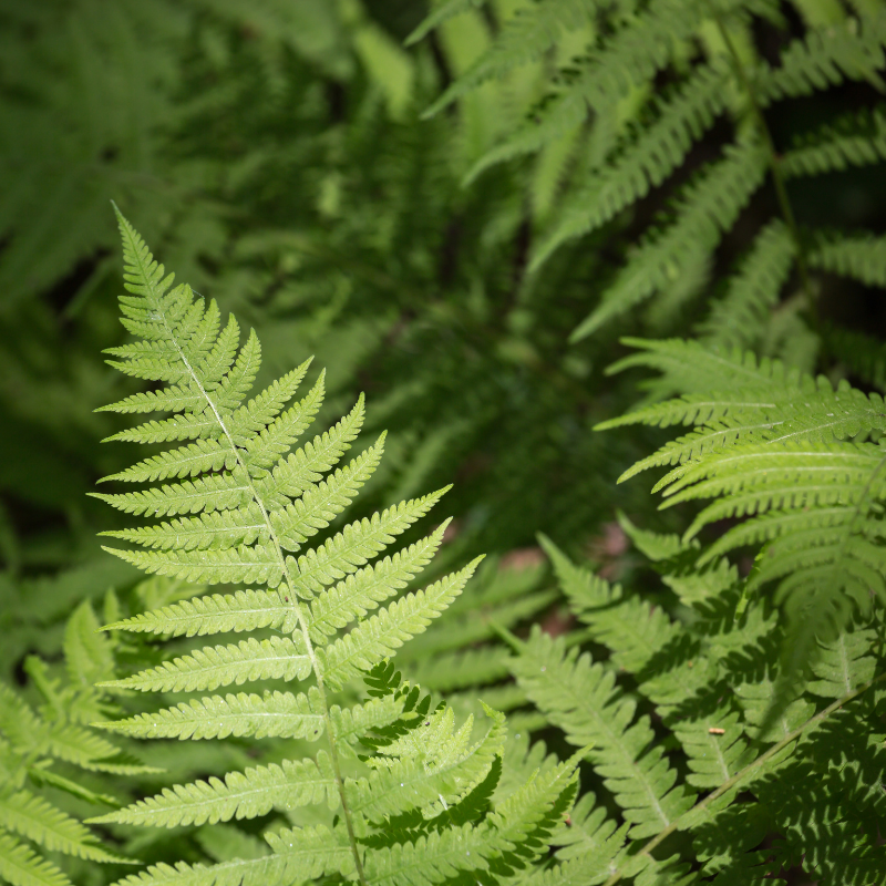 Fern