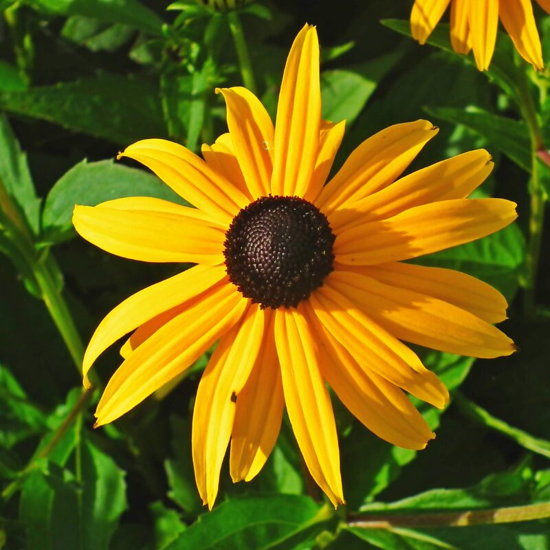 Rudbeckia