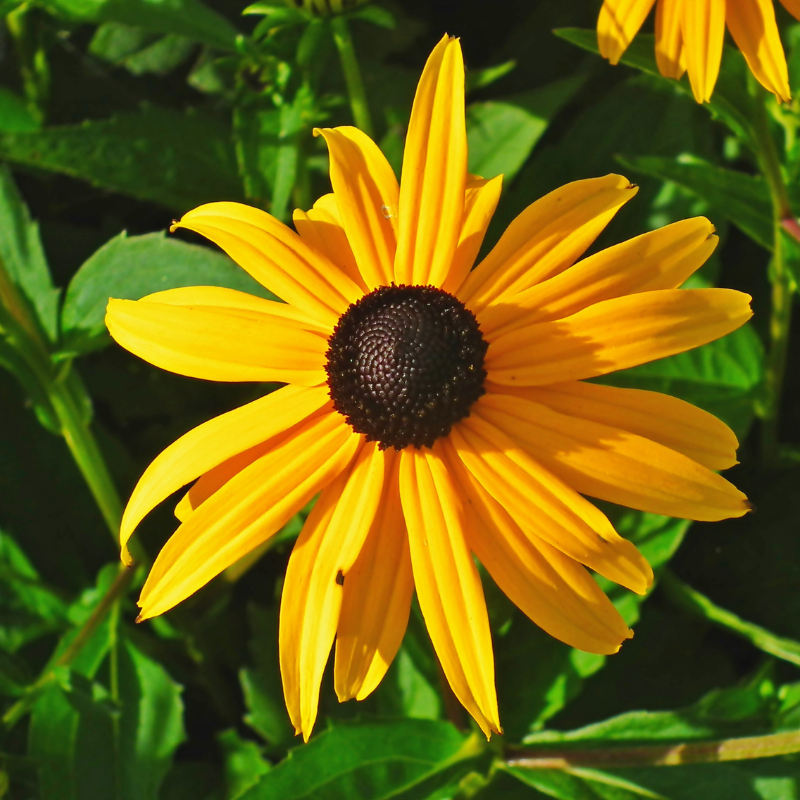 Rudbeckia Rudbeckia