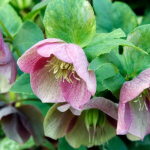 Hellebore