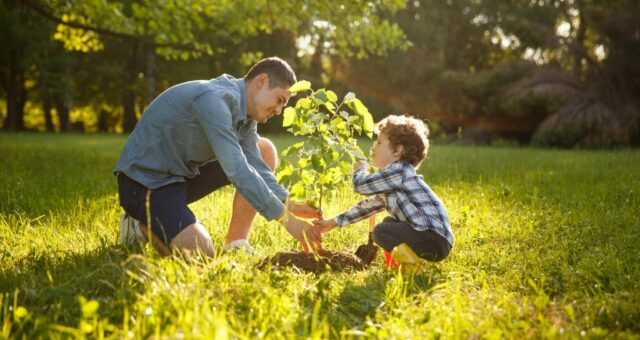 How to Care for a Young Tree