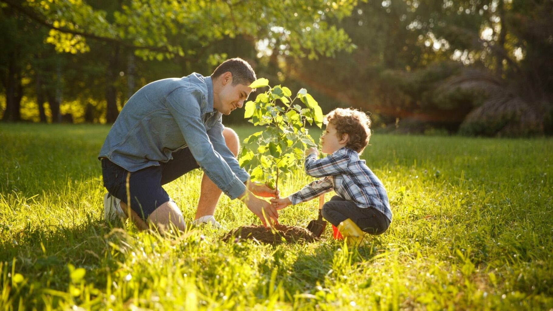 How to Care for a Young Tree | Patuxent Nursery